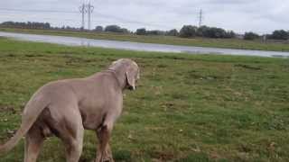 Weimaraner sneak attack [upl. by Eetnwahs]