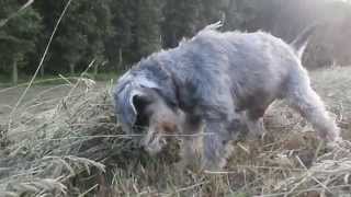 Miniature schnauzer hunting 12 years old [upl. by Marney607]