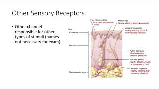 PHSL 3051 Somatosensory System [upl. by Tricia]