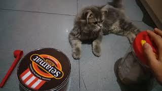 PROPLAN MIX ROYAL CANIN Boleh gak mix makanan kucing [upl. by Gnilsia]