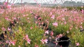 Best Perennials  Gaura Sunny Butterflies Wand Flower [upl. by Abbe]