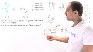 NonLinked Genes and Offspring Distribution Part II [upl. by Aneela655]