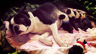 Amazing journey through pregnancy to birth experienced by our beloved Kiki gorgeous Boston Terrier [upl. by Vale120]