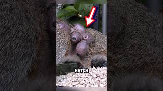 Saving squirrel from botfly infestation 😱 shorts botfly [upl. by Idnic391]