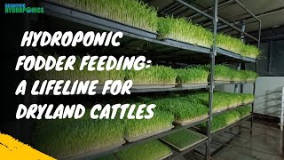 Hydroponic Fodder Feeding A Lifeline for Dryland Cattles  Ashwin Sawant sustainablefarming [upl. by Mcleod]