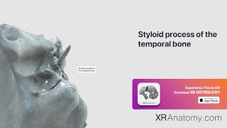 Temporal Bone  Styloid process of temporal bone [upl. by Emsmus]