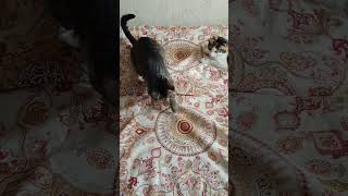 theres something there Cats video tabbycat scaredcats play funny restless [upl. by Chaney918]