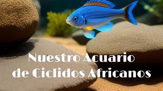 Acuario de Ciclidos Africanos lago Malawi [upl. by Alliuqal]