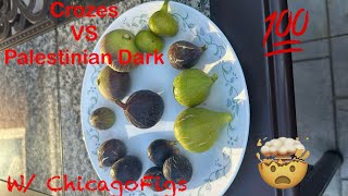 Crozes VS Palestinian Dark Figs Review with ChicagoFigs [upl. by Scarlet514]