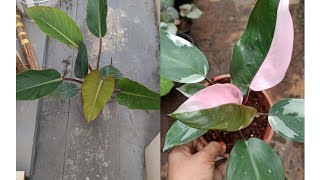 Potting Mix philodendron pothos and caladiuam ☘️ pottingsoil simple method 🪴 [upl. by Yramanna888]