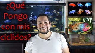 Compatibilidad de peces ciclidos Americanos y Africanos  Saga de la compatibilidad [upl. by Leziar]