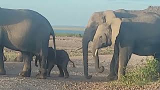 Amboseli national parkkenya  30 minutes old Baby elephantwildlife safari [upl. by Areek]