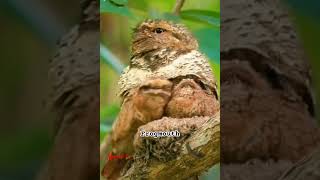 frogmouth best camouflage bird birdsnocturnalcamouflagenaturemamatv [upl. by Kayla94]