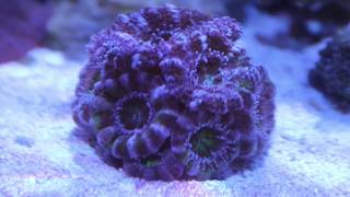 Peninsula 14 gallon Kessil a80 tuna blue pt 2 [upl. by Simpkins]