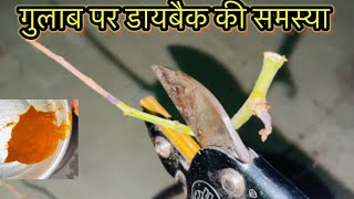 गुलाब पर होने वाली डायबैक की समस्या को कैसे रोकेHow to control rose Dieback diseaseRose plant care [upl. by Ennirac480]