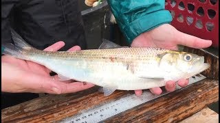 Electrofishing for American Shad [upl. by Lucie]