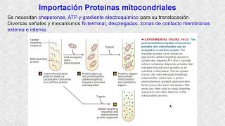 Biogénesis de mitocondrias y cloroplastos [upl. by Nitsyrk]