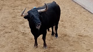 Festejos Taurinos en Benavites 2024 Toro de Carlos Núñezreses de Lorena Fuertes Bou de Benicalaf [upl. by Naugan989]