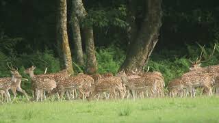 NEPAL WILDLIFE SAFARI [upl. by Dygert614]