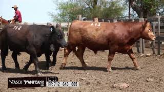 LOTE 6 Toros Angus RP 712 643 665 [upl. by Aoniak]