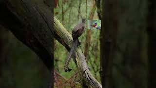 Lyrebird  Lyrebird Voice  youtubeshorts shorts viralvideo [upl. by Vanhook]