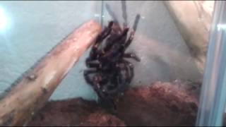 Poecilotheria metallica female and male 20140105 [upl. by Eniluqcaj]