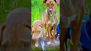 Dog smile dog trending funny shorts viralvideo [upl. by Lyrret]