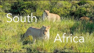 2023 South Africa  Cape Town and Safari Adventure [upl. by Sunshine]