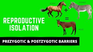 REPRODUCTIVE ISOLATION PREZYGOTIC amp POSTZYGOTIC BARRIERS SPECIATION [upl. by Eeslek478]