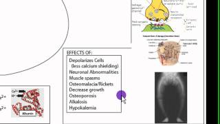 Calcium Homeostasis Part 2 [upl. by Eva947]