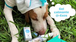 Calmante Natural para Pets  Zen Animal [upl. by Malloch]