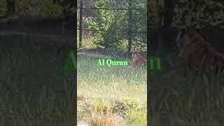 jaipur zoo park  quran motivation zoo lion tiger [upl. by Melar81]