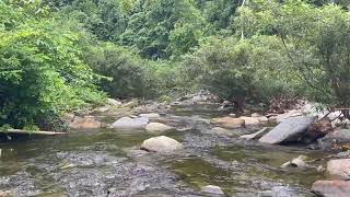 Forest River Nature Sounds  Gentle Stream with Birdsong Full HD Relaxing Nature Ambience for Sleep [upl. by Smallman]