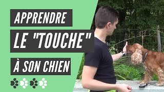 Comment apprendre le touche à son chien [upl. by Naeruat]