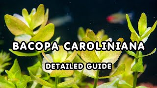 BACOPA CAROLINIANA DETAILED GUIDE  AQUATIC PLANT BACOPAs GUIDE FOR BEGINNERS [upl. by Esmerelda]