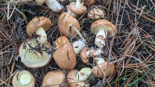 Маслюк звичайний Boletus luteus L  добрий їстивний гриб 1 категорії з дуже липкою шапинкою [upl. by Nigem]