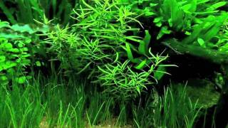 Ludwigia brevipes [upl. by Nalyk985]