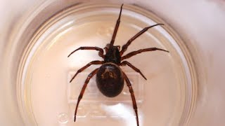 False widow spiders what you need to know [upl. by Eelac]