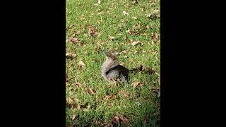 Squirrel looking for food in the grass [upl. by Aleakim]