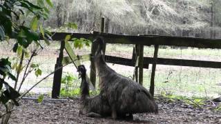 emus mating [upl. by Ollecram51]