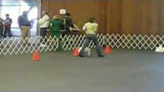 Perfect Score at AKC Rally Novice Trial [upl. by Nyrroc]