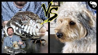 Tegu vs Dog  Head To Head [upl. by Kohsa]