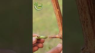 Grafting grape vine grafting [upl. by Airotcivairam]