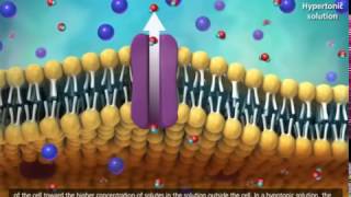 Membrane Transport in Cells Symport Antiport Cotransport Animation [upl. by Eilrebma]