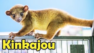 13 Cute Facts about The Kinkajou Honey Bear [upl. by Abijah672]