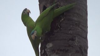 MARACANÃPEQUENA DIOPSITTACA NOBILIS REDSHOULDERED MACAW ARARANANICA MARACANÃNOBRE [upl. by Ennirak]