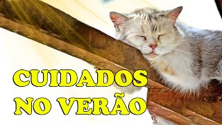 Como cuidar dos GATOS no CALOR do VERÃO  Gatil Hauser [upl. by Nulubez924]