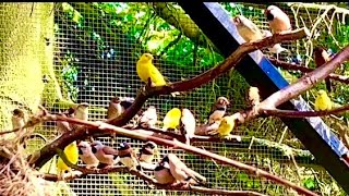 🤩Amazing Bird Breeding Update  Finches Canary Budgies Bird Aviary  S3Ep2 birds nature bird [upl. by Jacinta]