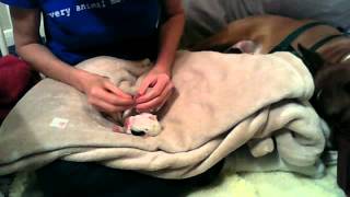 Dewclaw Removal Technique on Day Old Puppy using Thumbnail Technique [upl. by Greggory]