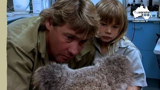 Steve and Bindi Irwin save an adorable koala  Irwin Family Adventures [upl. by Issie]